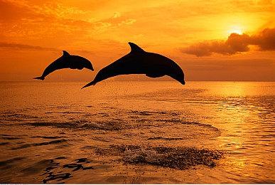 《桃太郎电铁 昭和 平成 令和也是定番》中文版发售 港服定价310港元